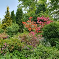 Atrakcyjna działka ROD z ładnym domkiem i krzewami